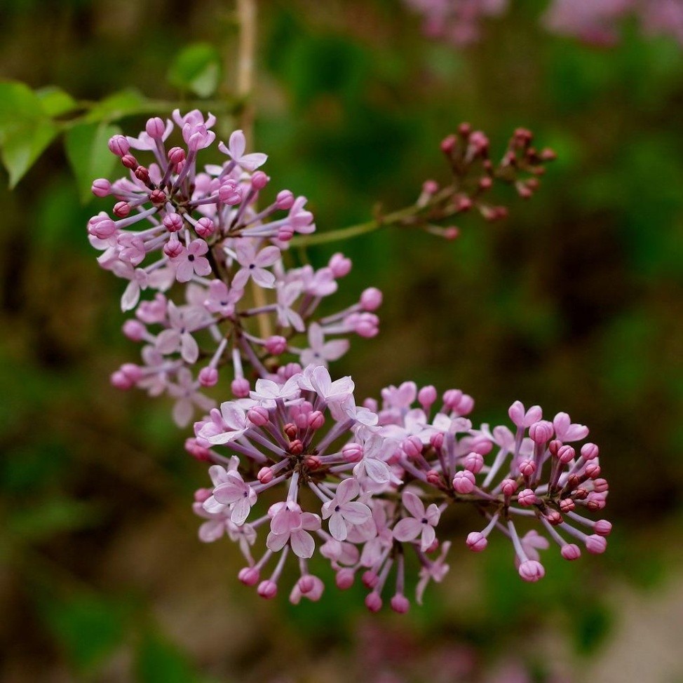 唯美的丁香花特写图片欣赏