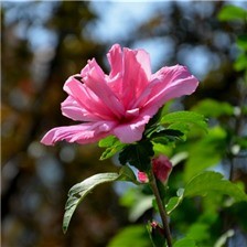 美丽的芙蓉花特写图片大全